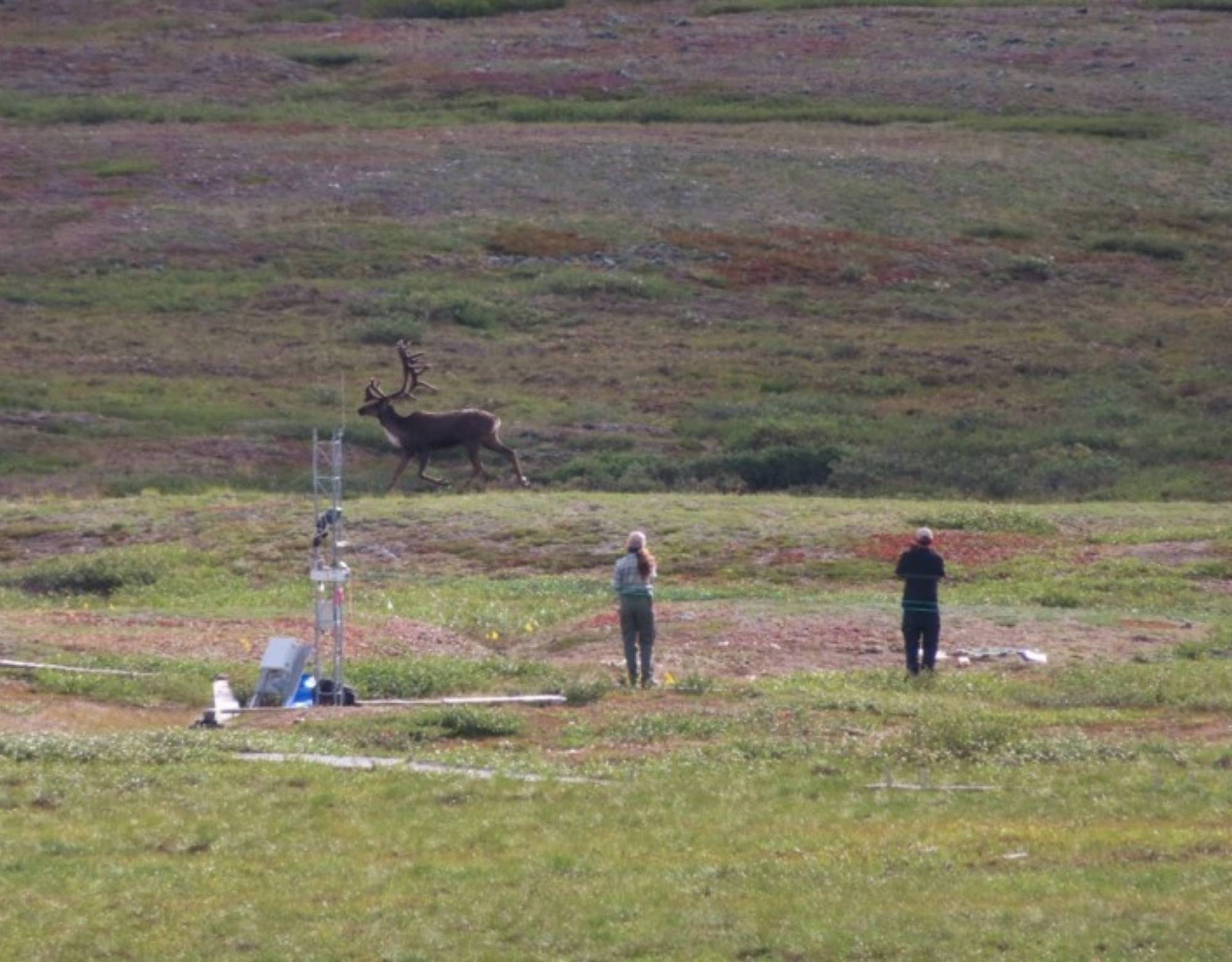 Jeremy and Sarah in a caribou face off at the Toolik MISP transect